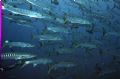   Chevron Barracuda MicronesiaNikonos  